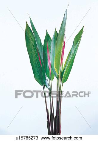 Stock Image - environment, petals, spring, close-up, blossoming, focus. Fotosearch