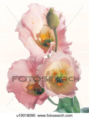 flower, pretty, white background, detail, focus, spring, tranquility View Large Photo Image Stock Image - flower, pretty, white background, detail, focus, spring, tranquility. Fotosearch