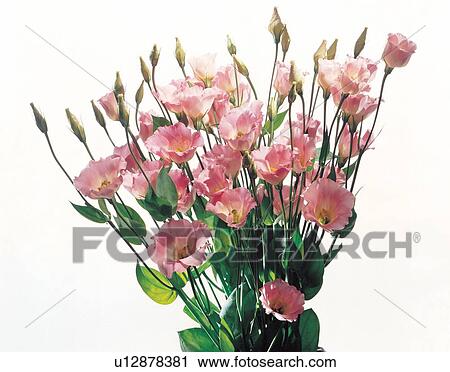 Stock Image - focus, object, spring, beautiful, pretty. Fotosearch