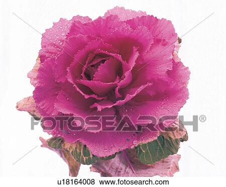 focus, stalk, detail, blossoming, nature View Large Photo Image Stock Photo - focus, stalk, detail, blossoming, nature. Fotosearch