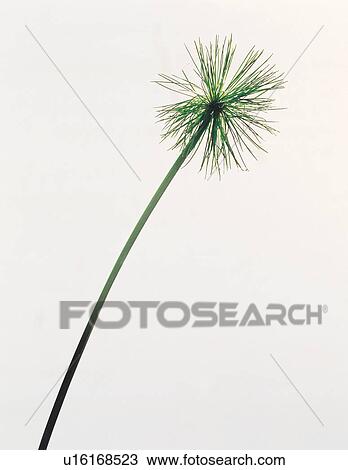 indoor, object, growth, close-up, season, vegetation, life View Large Photo Image Stock Image - indoor, object, growth, close-up, season, vegetation, life. Fotosearch