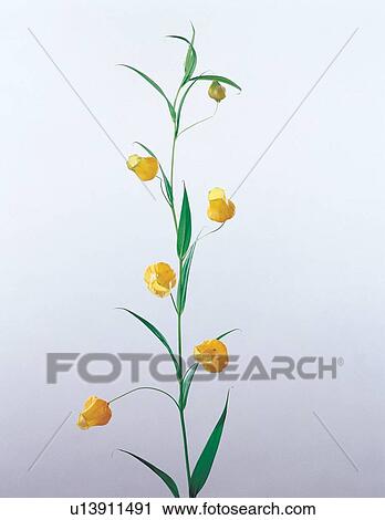 leaves, tranquil, close-up, beauty, beautiful, environment View Large Photo Image Stock Image - leaves, tranquil, close-up, beauty, beautiful, environment. Fotosearch