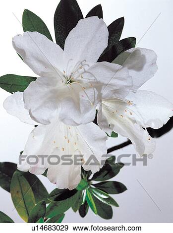 Stock Photo - life, close-up, leaf, blooming, flora, blossoming. Fotosearch