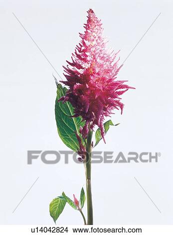 life, environment, close-up, cultivated, object, vegetation, leaves View Large Photo Image Picture - life, environment, close-up, cultivated, object, vegetation, leaves. Fotosearch