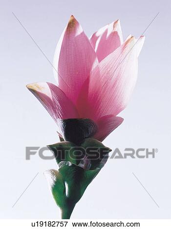 Stock Photo - life, environment, stalk, growth, beauty. Fotosearch