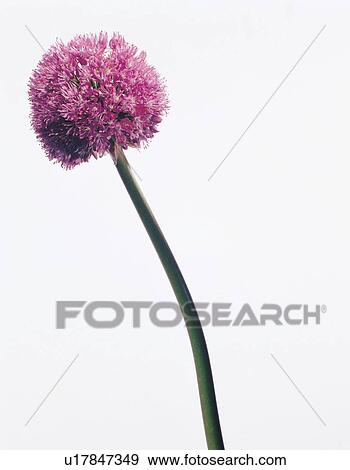 Stock Photo - natural, beautiful, detail, growth, blossoming, plant life, stalk. Fotosearch