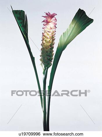 Stock Photograph - natural, petals, growth, life, object, focus, beautiful. Fotosearch