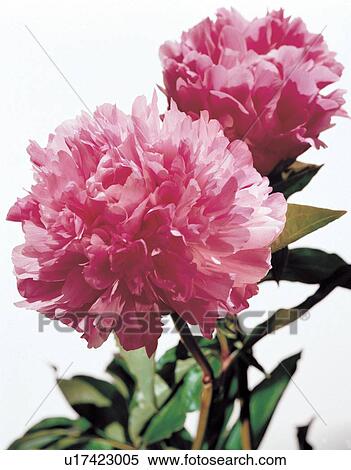 nature, natural, growth, tranquil, plant life View Large Photo Image Stock Photography - nature, natural, growth, tranquil, plant life. Fotosearch