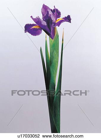 Stock Image - nature, stalk, vegetation, object, spring, growth, focus. Fotosearch