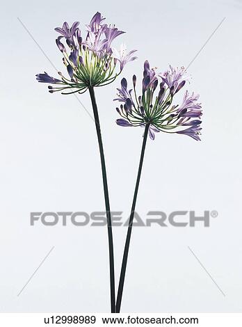 petals, flower, life, natural, stalk View Large Photo Image Stock Photo - petals, flower, life, natural, stalk. Fotosearch