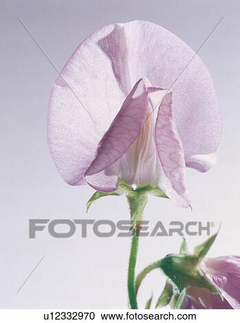 season, close-up, stalk, pretty, beautiful View Large Photo Image Stock Image - season, close-up, stalk, pretty, beautiful. Fotosearch