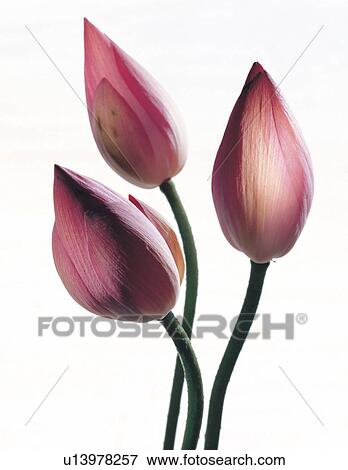 spring, detail, environment, growth, natural, blossoming View Large Photo Image Stock Photo - spring, detail, environment, growth, natural, blossoming. Fotosearch
