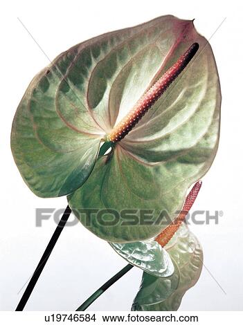 stalk, petals, vegetation, blossoming View Large Photo Image Picture - stalk, petals, vegetation, blossoming. Fotosearch
