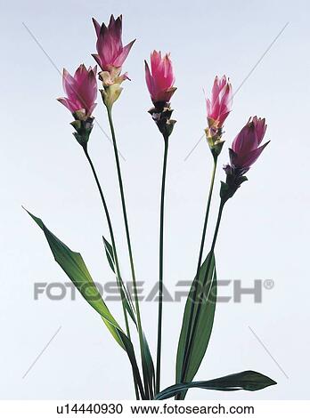 tranquil, close-up, pretty, flora, cultivated, flower View Large Photo Image Stock Image - tranquil, close-up, pretty, flora, cultivated, flower. Fotosearch