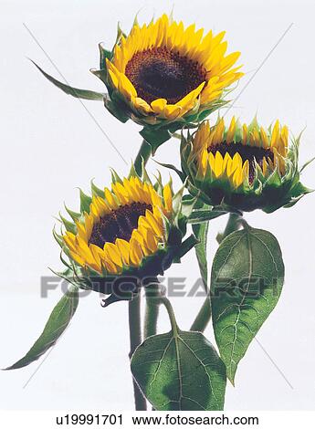 Stock Image - tranquility, cultivated, nature, growth, life, blossoming. Fotosearch