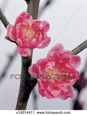 Stock Image - vegetation, beautiful, flower, environment, petals, blooming. Fotosearch