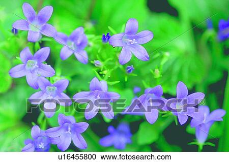 植物 Campanula 紫色 花 花種類最齊全的圖像 U Fotosearch