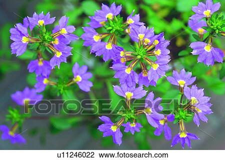 blossom, flower, plant, purple View Large Photo Image Stock Image - blossom, flower, plant, purple. Fotosearch