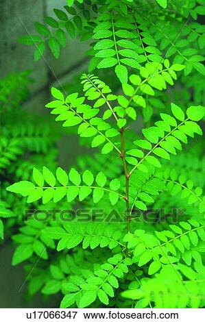 blossom, green, flower, leaf, pinnate, plant View Large Photo Image Stock Photo - blossom, green, flower, leaf, pinnate, plant. Fotosearch