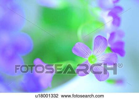Stock Image - blossom, lavender, vinca, plant, flower. Fotosearch