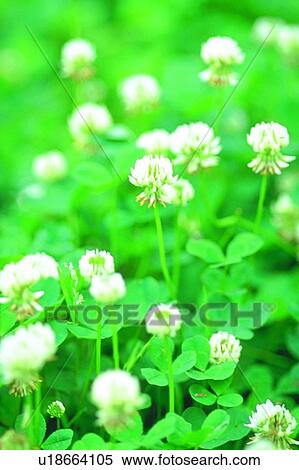 blossom, white, clover, plant, weed, flower View Large Photo Image Stock Photography - blossom, white, clover, plant, weed, flower. Fotosearch