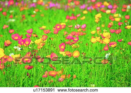 Stock Image - blossom, yellow, field, plant, flower, red. Fotosearch
