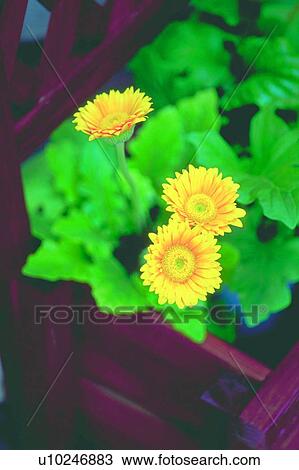 flower, blossom, yellow, plant, container View Large Photo Image Stock Image - flower, blossom, yellow, plant, container. Fotosearch