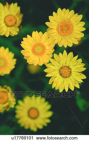 flower, blossom, yellow, plant, chrysanthemum View Large Photo Image Stock Image - flower, blossom, yellow, plant, chrysanthemum. Fotosearch