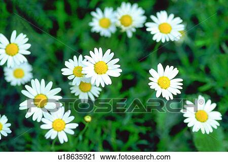 Stock Image - flower, daisy, white, chrysanthemum, blossom, plant. Fotosearch