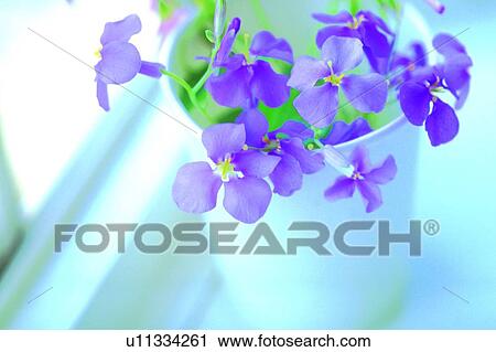 flower, plant, blossom, vinca, purple View Large Photo Image Stock Image - flower, plant, blossom, vinca, purple. Fotosearch