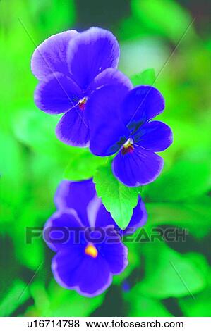 flower, plant, pansy, purple, blossom View Large Photo Image Stock Photo - flower, plant, pansy, purple, blossom. Fotosearch