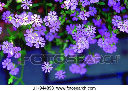 flower, plant, purple, blossom View Large Photo Image Stock Image - flower, plant, purple, blossom. Fotosearch