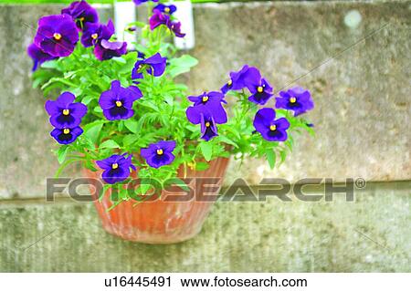 flower, viola, blossom, plant, purple, pot View Large Photo Image Stock Image - flower, viola, blossom, plant, purple, pot. Fotosearch