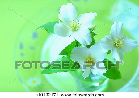 Stock Image - flower, white, plant, blossom, glass plate. Fotosearch