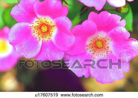 flower, wild rose, blossom, pink, plant View Large Photo Image Stock Photo - flower, wild rose, blossom, pink, plant. Fotosearch