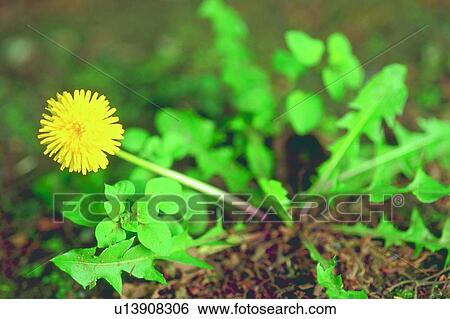 flower, yellow, dandelion, plant, blossom, weed View Large Photo Image Stock Photograph - flower, yellow, dandelion, plant, blossom, weed. Fotosearch