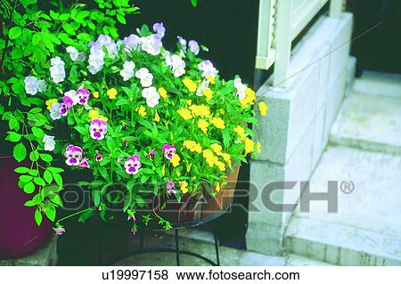 Stock Photo - flower, yellow, plant, pansy, viola, blossom. Fotosearch