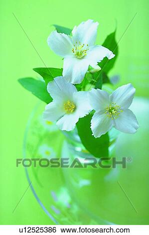 glass plate, blossom, flower, plant, white View Large Photo Image Stock Photograph - glass plate, blossom, flower, plant, white. Fotosearch