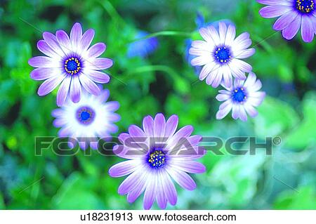 grecian, blossom, plant, flower, purple, anemone View Large Photo Image Stock Image - grecian, blossom, plant, flower, purple, anemone. Fotosearch