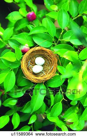 leaf, two, nest, plant, egg View Large Photo Image Picture - leaf, two, nest, plant, egg. Fotosearch