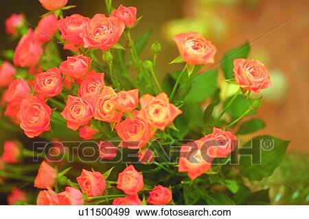 miniature, plant, orange, blossom, flower, rose View Large Photo Image Stock Photo - miniature, plant, orange, blossom, flower, rose. Fotosearch