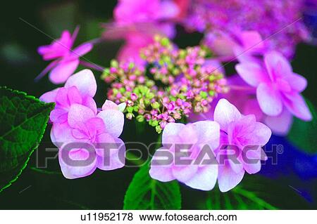 Stock Photo - pink, blossom, hydrangea, flower, lace cap, plant. Fotosearch