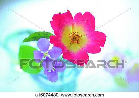plant, arrangement, red, blossom, flower, purple View Large Photo Image Stock Image - plant, arrangement, red, blossom, flower, purple. Fotosearch