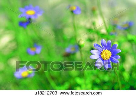 plant, blossom, daisy, purple, flower View Large Photo Image Stock Image - plant, blossom, daisy, purple, flower. Fotosearch