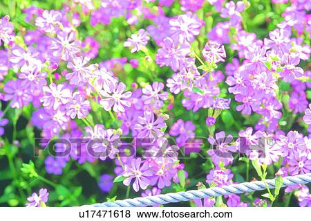 Stock Photo - plant, blossom, flower, pink, rose. Fotosearch