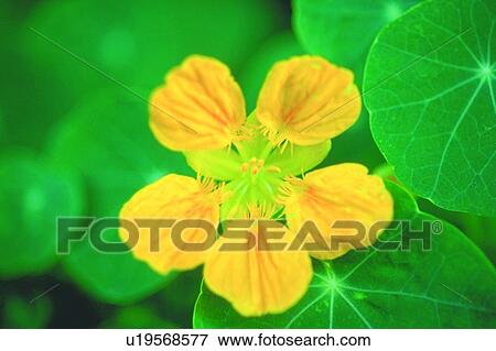 Stock Photo - plant, blossom, nasturtium, flower, yellow, leaf. Fotosearch