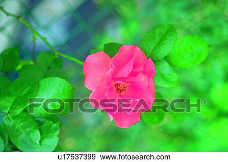plant, blossom, pink, flower, wild rose View Large Photo Image Stock Photo - plant, blossom, pink, flower, wild rose. Fotosearch