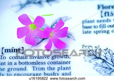 Stock Image - plant, blossom, vinca, flower, purple. Fotosearch