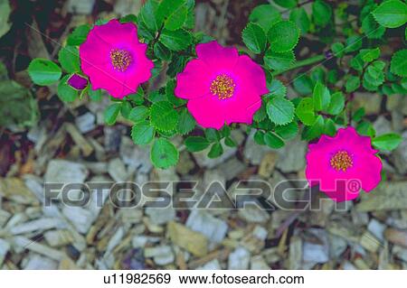 Stock Photo - plant, blossom, wild rose, pink, flower. Fotosearch
