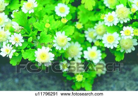 plant, chrysanthemum, blossom, flower, white, plant View Large Photo Image Stock Image - plant, chrysanthemum, blossom, flower, white, plant. Fotosearch